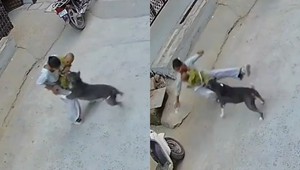 VIDEO: Desivý útok pitbulla na bábätko. Pes sa zahryzol do dieťaťa a nechcel ho pustiť