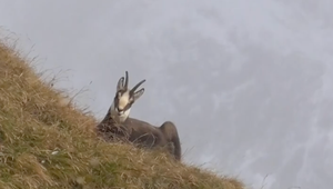 V Tatranskom národnom parku začne zimná uzávera. Dôvodom sú aj kamzíky
