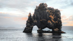 Na jednom z najchladnejších miest sveta je africké zviera