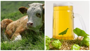Kravy ľúbia pivo, chcú im ho zakázať
