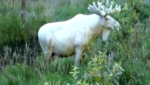 Petície ľudí pomohli. Vzácneho bieleho losa neodstrelia najmä vďaka nim