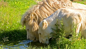 Zvieratá sa v horúčavách správajú rozumnejšie ako ľudia