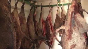 Slovenskí poľovníci chcú rozšíriť svoje možnosti. Divinu chcú predávať priamo spotrebiteľovi