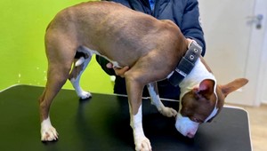 Týraného psa našli uviazaného o koľajnice: Teraz má konečne nový domov