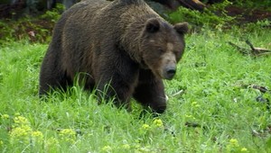 Medvedica napadla fotografa. S viacerými zraneniami skončil v nemocnici