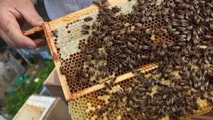 Školákov ohrozovali agresívne včely, zasahovali hasiči!