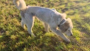 Pes priviazaný v horúčavách na reťaz bez vody neprežil, ďalší je v zúboženom stave