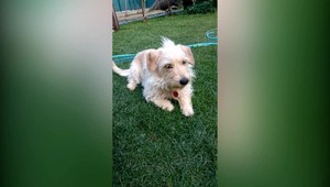 Fena mala v tele niekoľko brokov. Majiteľka viní za jej smrť suseda