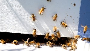 Ukradli mu deväť rodín včiel. Za informácie o zlodejovi ponúka lákavú finančnú odmenu