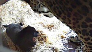 Svetový unikát zlínskej ZOO. Záhrada privítala mláďatko jaguára, je čierny ako tma