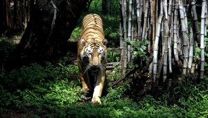 Tiger uniesol turistku pred očami svojho muža