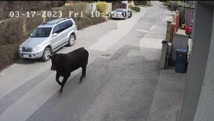 Po diaľnici D2 sa pohyboval býk, museli ho usmrtiť