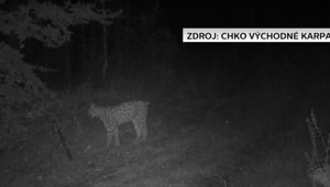 V Kamenici nad Cirochou sa potuloval zranený rys. Pozrite si, ako vyzerala záchranná akcia