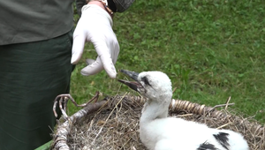 Vyhodený bocian mal po dopade šťastie. Našiel domov u novej rodiny