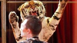 Zranený krotiteľ šeliem sa prebral z umelého spánku