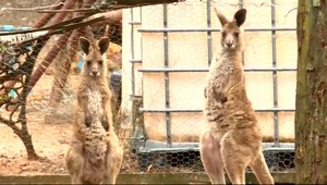 VIDEO: Záhada s klokanom. Ľudia ho videli vo viacerých slovenských mestách