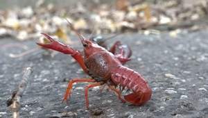 Invázny rak červený sa šíri vo Veľkých Úľanoch. Odborníci varujú pred ekologickou hrozbou