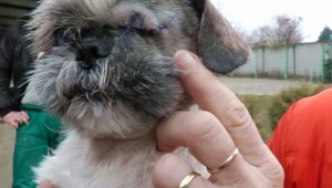 Psík Klint prežil peklo. Obesili ho, podrezali a strelili...