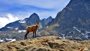 Ochranári z Vysokých Tatier zachraňovali kamzíča