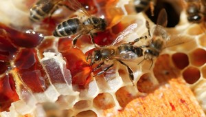 Med ako maslo! Nový recept pre alergikov?