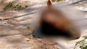 Nechutná atrakcia v ZOO? Odrezaná konská hlava