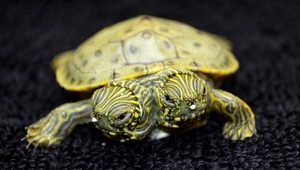 VIDEO. Narodila sa korytnačka s dvoma hlavami