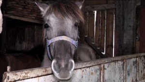Jozef ukradol zo stajne kobylu, brodil sa s ňou aj cez rieku