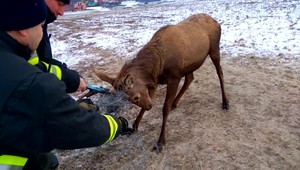 Vyslobodzovať jeleňa zamotaného v pletive je poriadna fuška aj pre profesionálov