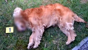 Sused zabil Michalovi psa. Dôvodom bol štekot, tvrdí