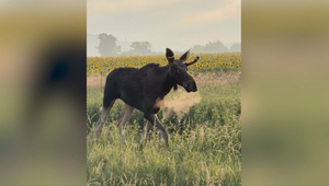 Emil sa stal hitom internetu. Opustil Poľsko a pravdepodobne už kráča po Slovensku