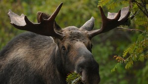 Tragický útok zvieraťa: Samica losa zabila muža, ktorý fotil jej mláďatá