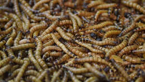 Chlieb, cestoviny či syr: Európska komisia schválila prášok z lariev v potravinách