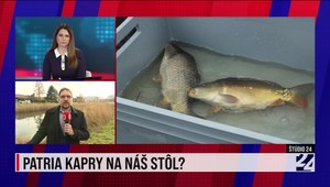 Štúdio 24: Patria kapry na náš stôl?