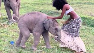 VIDEO: Modelka ukázala celý zadok po tom, čo jej slon stiahol sukňu