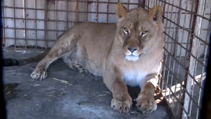 Horor pri Žiline: Muž kŕmil šelmy v zoo, z výbehu už viac nevyšiel