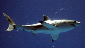 Tuleň okabátil bieleho žraloka, unikol v poslednom momente