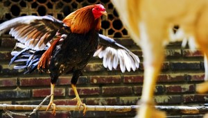 VIDEO. Tento kohút nekikiríka. Vysmieva sa všetkým naokolo!