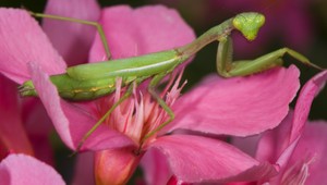 Tieto kvety sú jedovaté, radšej sa ich zbavte!