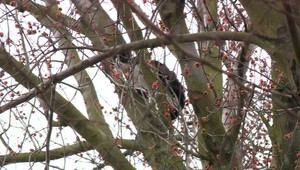 Mačka sa asi nechce dať zachrániť, je na strome už niekoľko dní