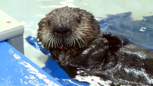 Dvojicu morských vydier ošetrovatelia zachránili pred takmer istou smrťou
