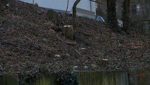 V Bratislave vypílili desiatky stromov: Na mieste výrubu má v pláne stavať developer