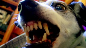 Dievčatko pri hre pohrýzol pes