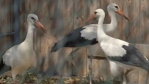 VIDEO: Tri bocianie mláďatá sa vrátili do voľnej prírody