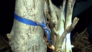 Psa niekto uviazal na odľahlom mieste k stromu. Zomieral v bolestiach, nemohol si ani ľahnúť