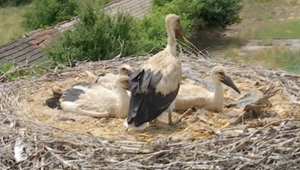 Bocianie hniezda ukrývajú množstvo tajomstiev, no predovšetkým mláďatá. Tie v týchto dňoch odborníci počítali a značkovali