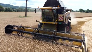 Tohtoročná úroda pšenice je veľmi dobrá. Poľnohospodárov ale neteší jej slabšia kvalita