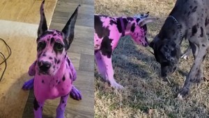 FOTO: Majiteľka nafarbila svoju dogu na ružovo. Dôvod vás zaskočí