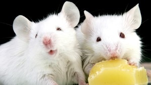 Vedci predĺžili život myšiam. Myslia si, že to môže fungovať aj na ľudí