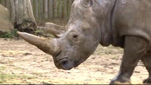 Hanebné pytliactvo, vzácneho nosorožca zabili priamo v ZOO