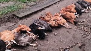 Chovateľ našiel sliepky roztrhané po dvore. Obviňuje chatárov, ktorí prikrmujú divú zver